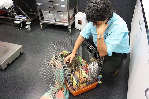 koala being comforted in hospital